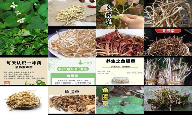汕头鱼腥草能治妇科炎症吗